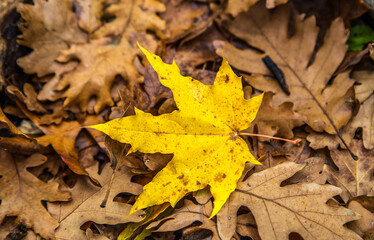 acorn and autumn color