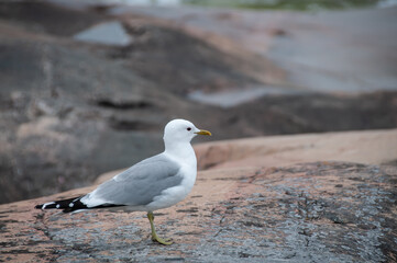 Seagull