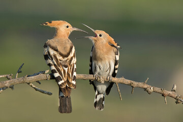 Hoopoe © JESUS