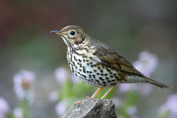 Song thrush