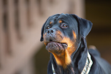 Rottweiler Fearless Attack Dog - Rotty Protector, Friend, Teddy Bear