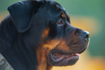 Female Rottweiler Dog, Strength, Fearless, Loyal, Protector And Friend