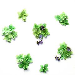 Fresh flowers period and comma on a white background 