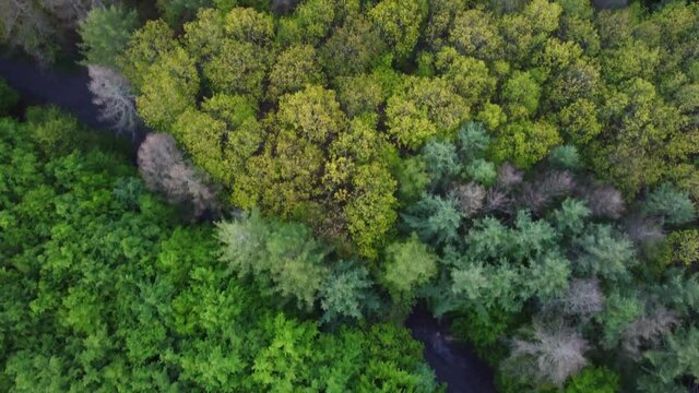 Ein gemischter Wald von oben