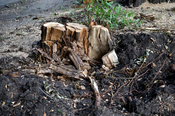 Cut trees into logs after a hurricane