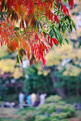 しっとりとした紅葉