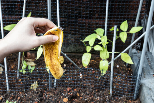 Hand Holding Banana Peel Against Garden With Lush Plants. Good Source Of Organic Fertilizer.