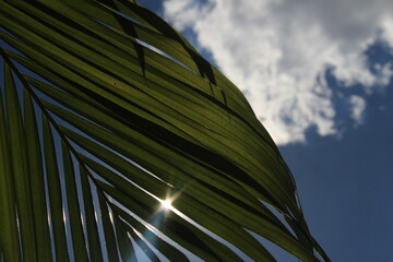The sun rays on green palm leaves with blue and white clouds in the background. Sun rays on the...