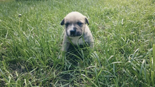cute three weeks old mixed breed puppy on a grass