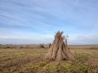 Obraz premium Riet oogst in Steenwijkerland, Overijssel Province, The Nethetrlands || Reed harvest in Steenwijkerland, Overijssel Province, The Nethetrlands