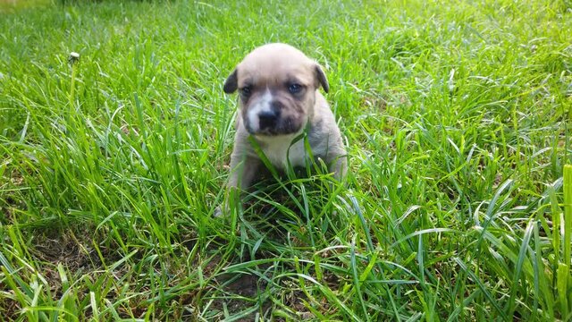 cute three weeks old mixed breed puppy on a grass