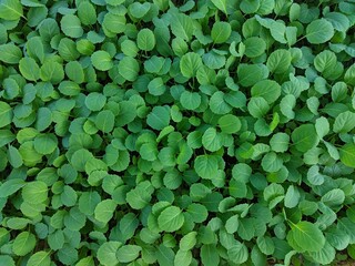 green leaves background