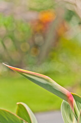 front view, close distance of a bird of paradise bud, growing on the tropical plant