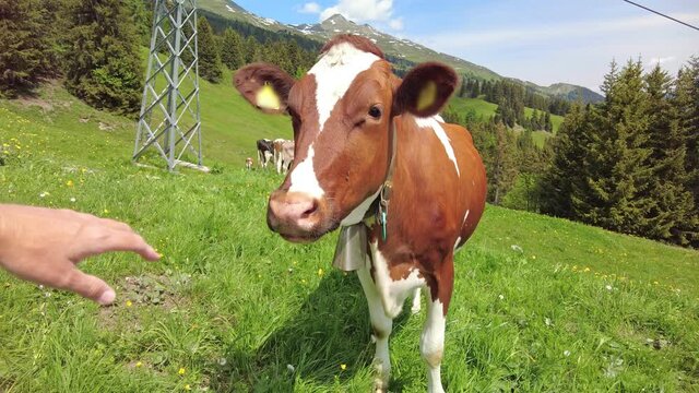 Woman hand petting cow in alpine meadow on Piz Scalottas of Plessur Alps in Switzerland