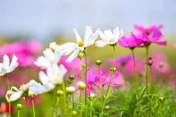 Fototapeta na wymiar flowers in the meadow