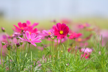 pink cosmos flowers