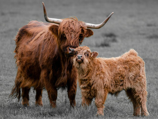 Scottish highland cow and calf - obrazy, fototapety, plakaty