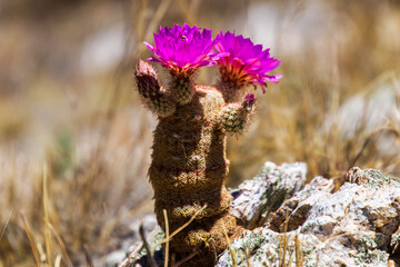 Purple Flowers Growing on a Small Desert Cactus