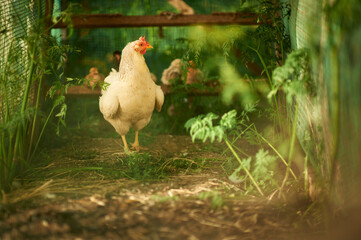 The white hen in the poultry yard
