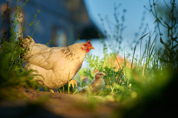 Backyard chickens. Hen with small chicken walking in the backyard