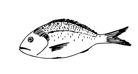 Hand-drawn simple vector drawing in black outline in doodle style. Dorado sea fish isolated on white background. Fresh food, fishing. Cooking Mediterranean dish. For label prints, menus, recipes.