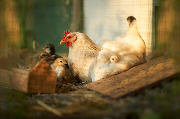 A white broody hen with chickens in the  broody cage