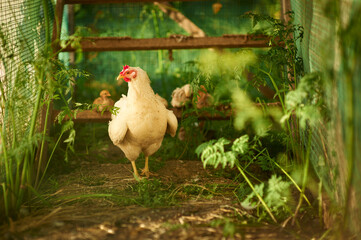 Broody hen in poultry run