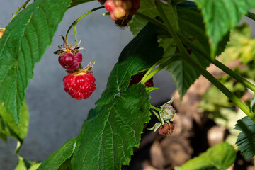 Ripe berry raspberry close-up. 