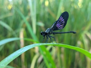 blue dragonfly on a leaf