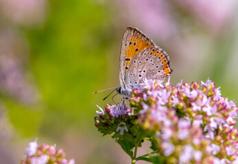 Obraz na płótnie Canvas A beautiful Common blue butterfly sits on a blooming oregano