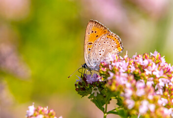 A beautiful Common blue butterfly sits on a blooming oregano