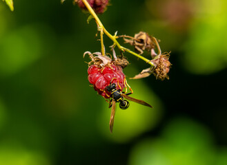The wasp bites through a ripe raspberry berry and drinks the juice destroying the crop.