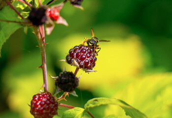 The wasp bites through a ripe blackberry berry and drinks the juice destroying the crop