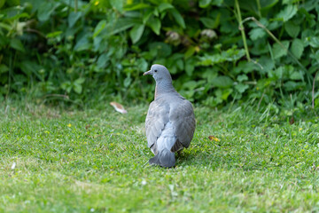 Fototapeta premium Wood pigeon - Columba palumbus - juvenile walking on grass in a garden looking for food