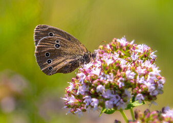 A beautiful brown butterfly sits on a blooming oregano