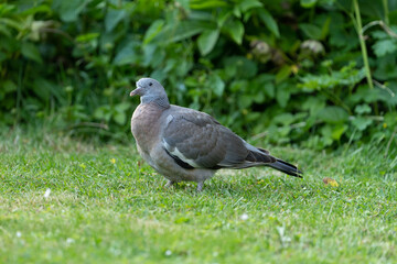Wood pigeon - Columba palumbus - juvenile walking on grass in a garden looking for food