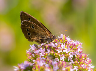 A beautiful brown butterfly sits on a blooming oregano