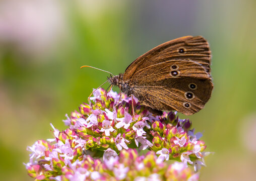 A beautiful brown butterfly sits on a blooming oregano