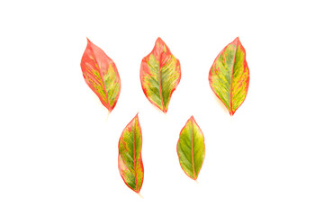 set of autumn leaves