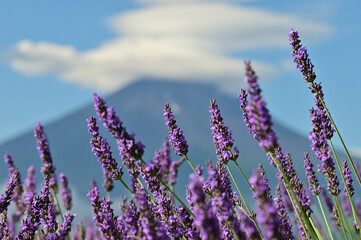 I love the smell of lavender 