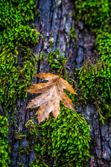 acorn and autumn color