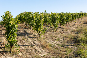 Vineyards in Monferrato Piedmont Italy summer day