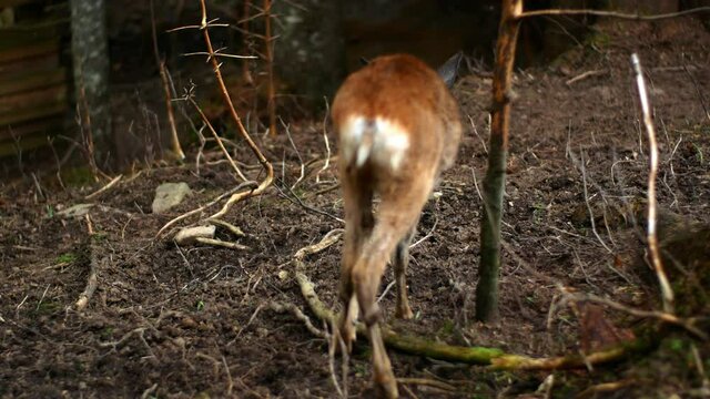 Wild roe deer walk through the forest. Like a roe deer, a beautiful wild animal lives in the forest and feeds on grasses. Close-up 4K video. Capreolus 
