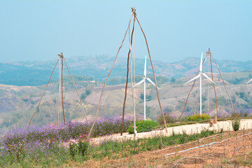 pine tree in the mountains
