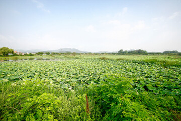 July 10, 2021-Sangju, South Korea-A View of colorful lotus and wide reservoir at Gonggeomji reservoir in Sangju, South Korea. Gonggeomji Reservoir is an irrigation reservoir used watering the rice pad