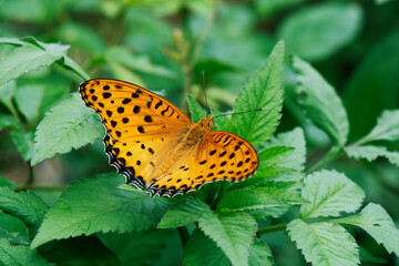 一時的に葉にとまり、羽を開閉するツマグロヒョウモンのオス1