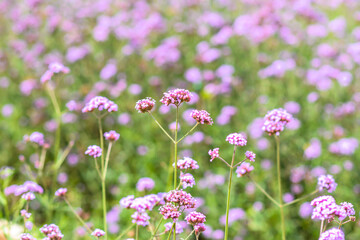 Fototapeta premium lavender