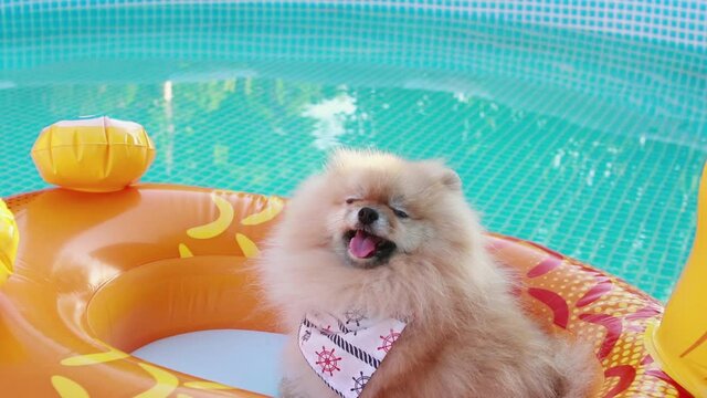 Beautiful cute fluffy pomeranian dog relaxing and floating in a floating inflatable device in the swimming pool. Enjoy the summer.