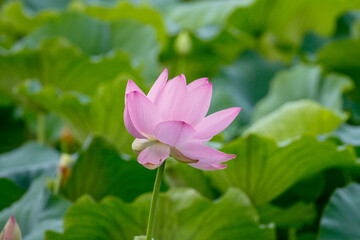 July 10, 2021-Sangju, South Korea-A View of colorful lotus and wide reservoir at Gonggeomji reservoir in Sangju, South Korea. Gonggeomji Reservoir is an irrigation reservoir used watering the rice pad