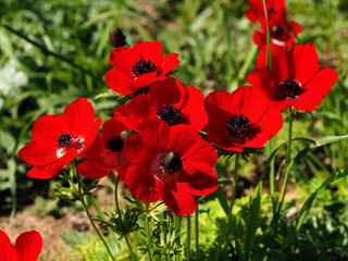 Red anemones in a green meadow